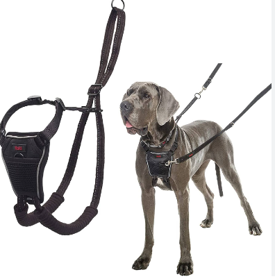 Why Every Puppy Manager Should Think About No-Draw Harnesses post thumbnail image