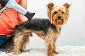 Do Dog Blow Dryers Really Increase Grooming Time? post thumbnail image